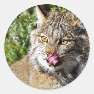 Sticker Rond Canadien Lynx - tout dedans