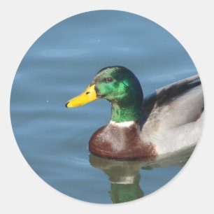 Sticker Rond Canard