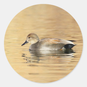 Sticker Rond Canard à mâle