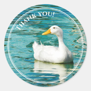 Sticker Rond Canard blanc Pekin - Réflexions sur le lac de pho