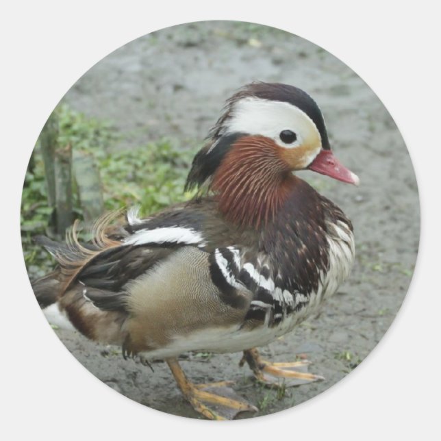 Sticker Rond Canard mandarin (Devant)