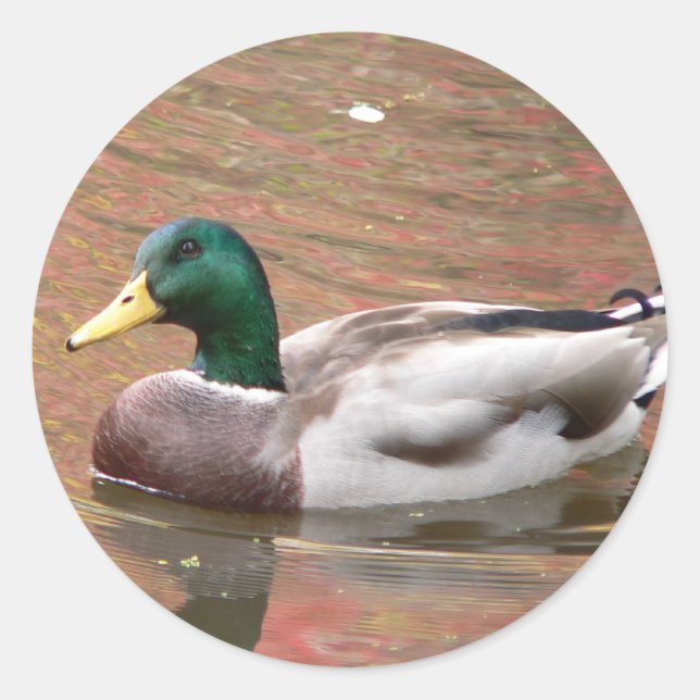 Sticker Rond Canard ou Decoy (Devant)