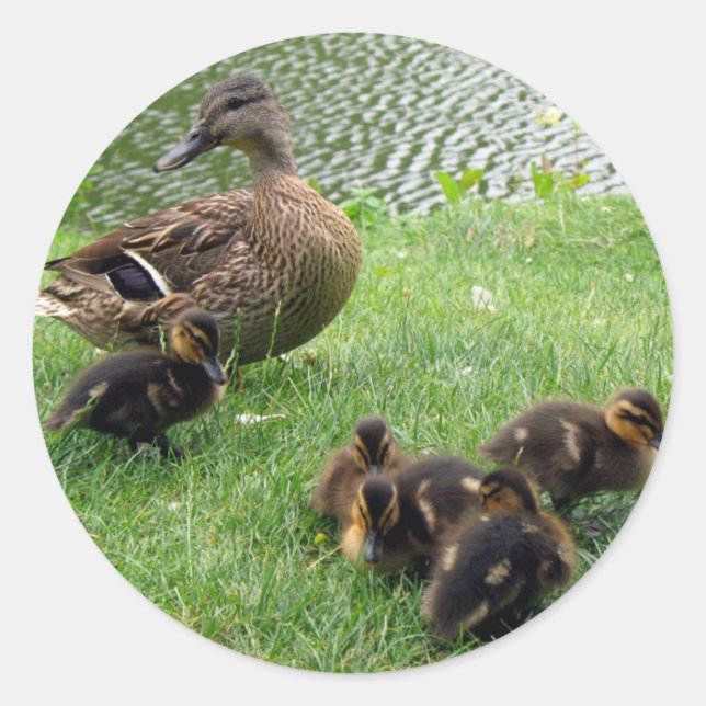 Sticker Rond Canards (Devant)