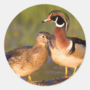 Sticker Rond Canards à bois et femelles en bois dans les zones 