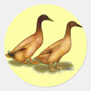 Sticker Rond Canards :  Campbell