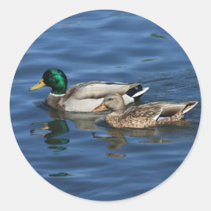 Sticker Rond Canards colverts