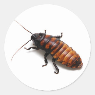 Sticker Rond Cancrelat