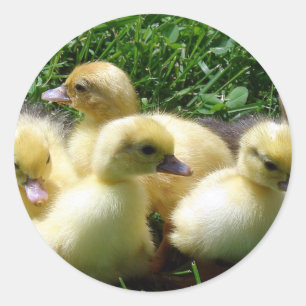 Sticker Rond Canettes