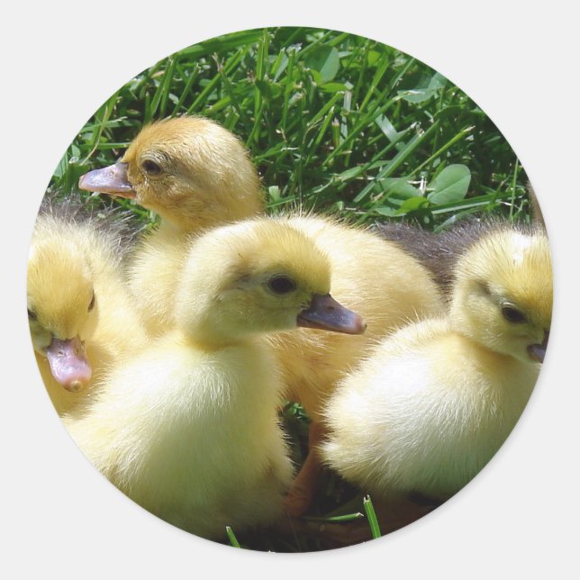 Sticker Rond Canettes (Devant)