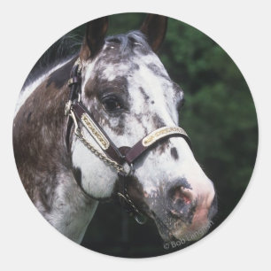 Sticker Rond Capture d'écran Appaloosa Horse 2