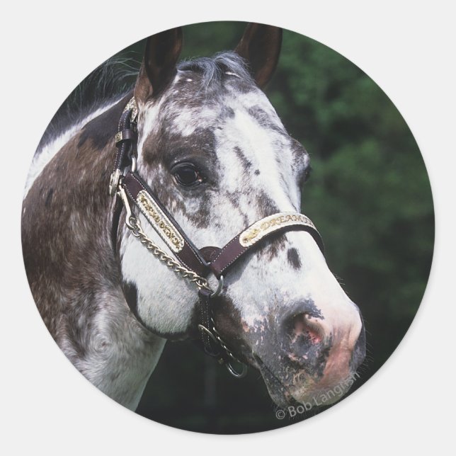 Sticker Rond Capture d'écran Appaloosa Horse 2 (Devant)