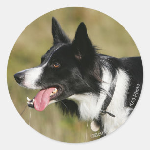 Sticker Rond Capture d'écran de la bordure Collie 2