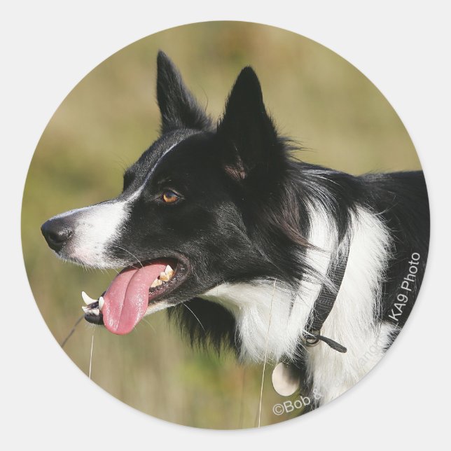 Sticker Rond Capture d'écran de la bordure Collie 2 (Devant)