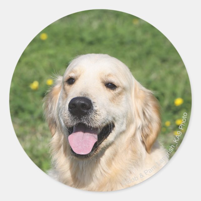 Sticker Rond Capture d'écran Golden Retriever 1 (Devant)