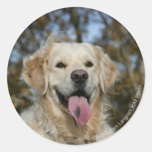 Sticker Rond Capture d'écran Golden Retriever 3