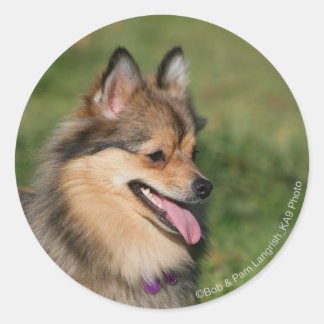 Sticker Rond Capture d'écran Poméranienne