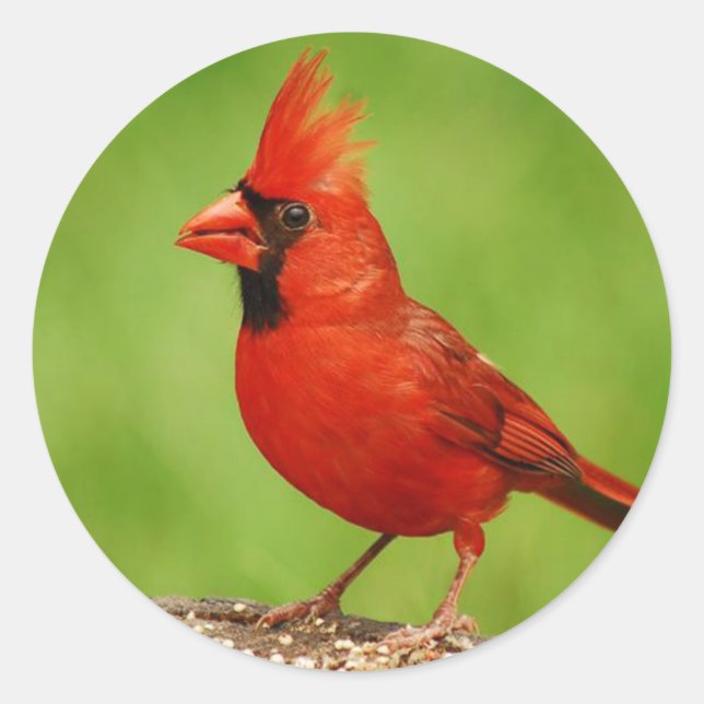 Sticker Rond Cardinal (Devant)
