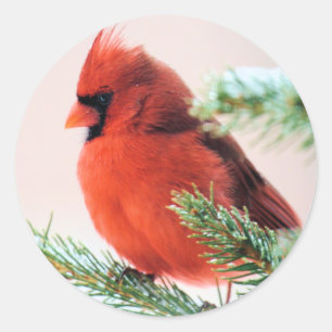 Sticker Rond Cardinal en Fir de Neige