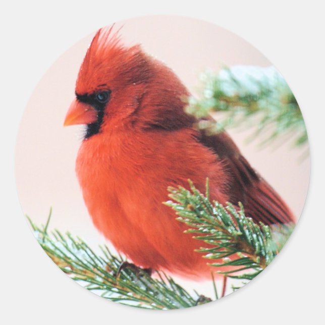 Sticker Rond Cardinal en Fir de Neige (Devant)