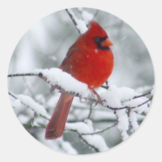 Sticker Rond Cardinal rouge dans l'autocollant de neige