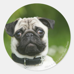 Sticker Rond Carlin