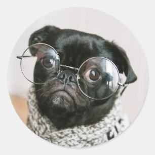 Sticker Rond Carlin noir mignon avec lunettes photo de chien