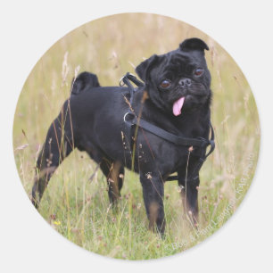 Sticker Rond Carlin noir Sticking Out Tounge