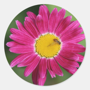 Sticker Rond Cartes de marguerite peintes et plus