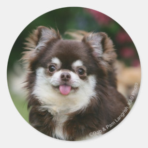 Sticker Rond Casque long Haired Chihuahua 1
