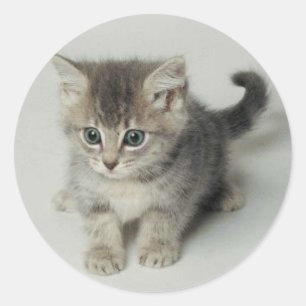 STICKER ROND CAT