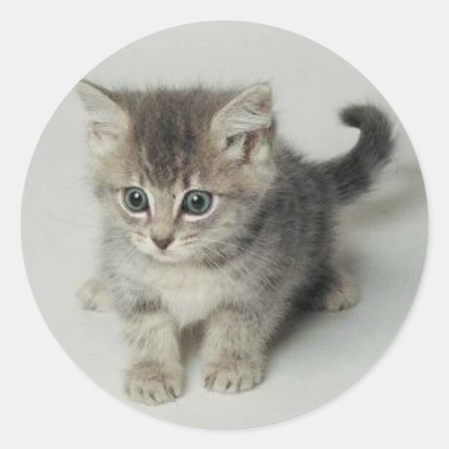 STICKER ROND CAT (Devant)