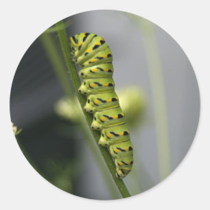 Sticker Rond Caterpillar