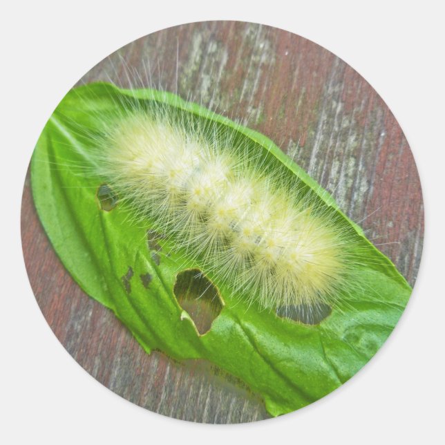 Sticker Rond Caterpillar de l'ours jaune Tiger Moth Articles (Devant)