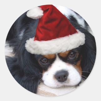 Sticker Rond Cavalier King Charles