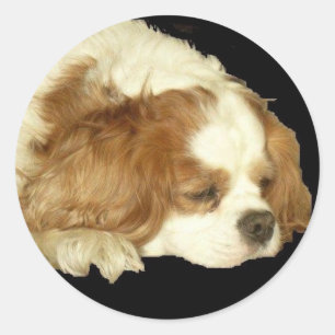 STICKER ROND CAVALIER KING CHARLES DORMIR