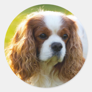 Sticker Rond Cavalier King Charles Spaniel