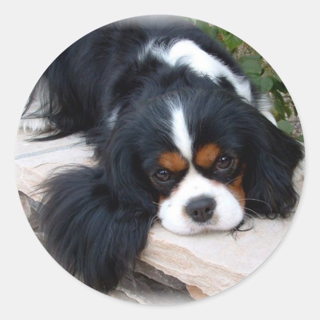 Sticker Rond Cavalier King Charles Spaniel (Devant)