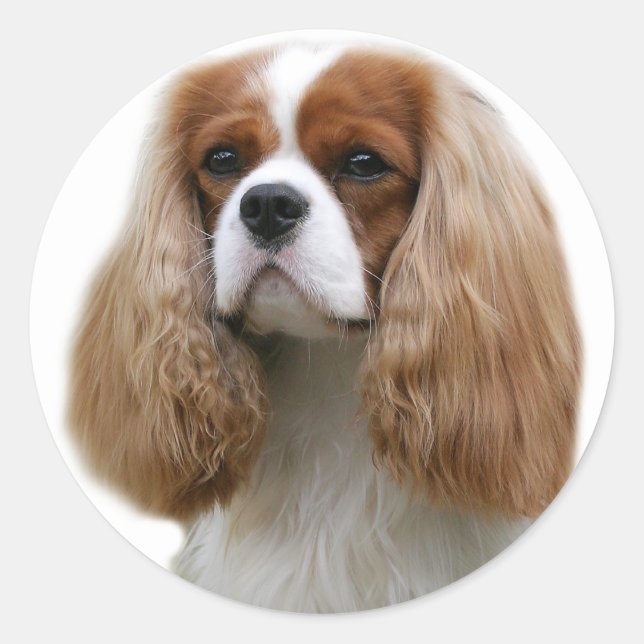 Sticker Rond Cavalier King Charles Spaniel (Devant)
