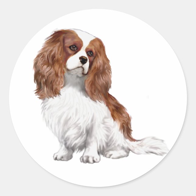 Sticker Rond Cavalier King Charles Spaniel (A) - Blenheim 1 (Devant)