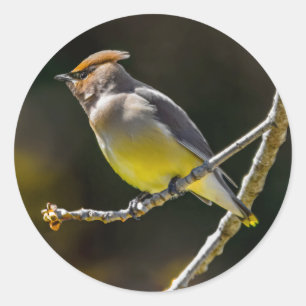 Sticker Rond Cèdre cire Songbird Photo originale Oiseau sauvage