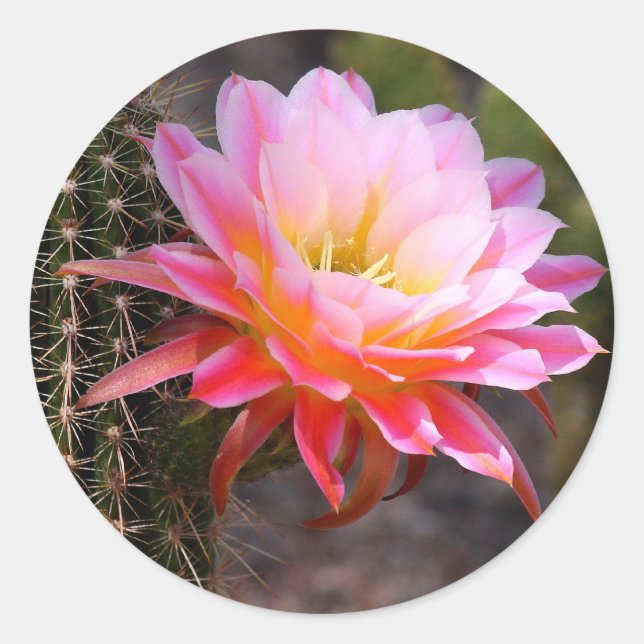 Sticker Rond Cereus en fleur de cactus rose (Devant)