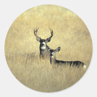 Sticker Rond Cerf