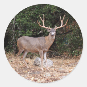 Sticker rond cerf