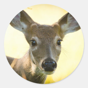 Sticker Rond Cerf à queue blanche Young Buck
