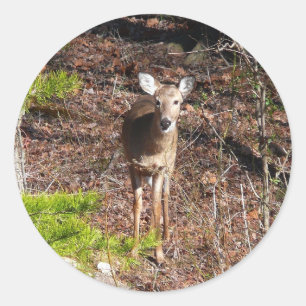 Sticker Rond Cerf adorable dans les bois Photographie de la nat