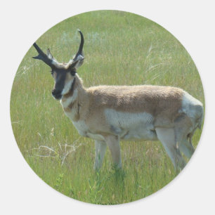Sticker Rond Cerf antilope A36