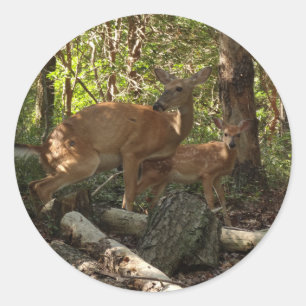 Sticker Rond Cerf et Biche au Parc National de Shenandoah
