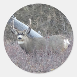 Sticker Rond Cerf mulet mâle D32