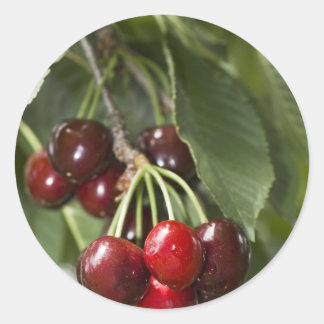 Sticker Rond Cerises de la porte
