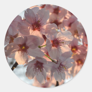 Sticker Rond Cerisiers en fleurs : Japon